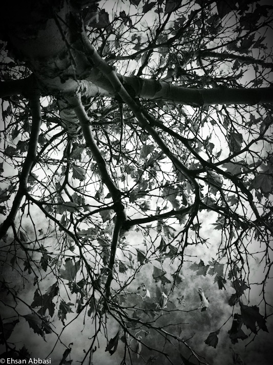 Tree, Branches and Leaves