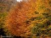 Colorful Fall