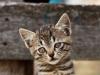 A Very Little Cat