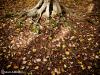 Root and Leafs