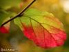 Fall Leaf