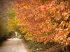Fall road