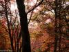 Bright Leaves