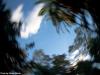 Tree Swirl