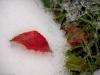 Snow and red leaf