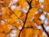 Bokeh of leaves