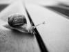 The Snail