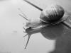 The Snail