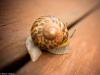 The Snail